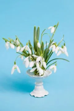 Snowdrops in a vase Stock Photos