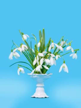 Snowdrops in a vase Stock Photos