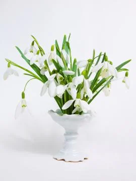 Snowdrops in a vase Stock Photos