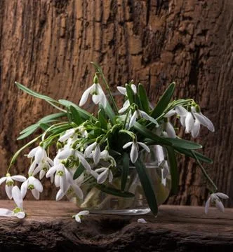 Snowdrops in vase Stock Photos