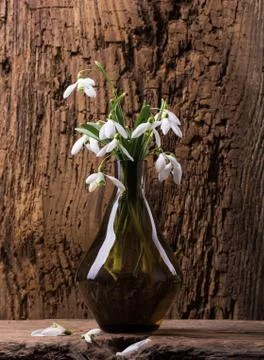 Snowdrops in vase Stock-Fotos