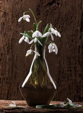 Snowdrops in vase 库存照片