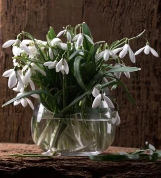 Snowdrops in vase 写真素材