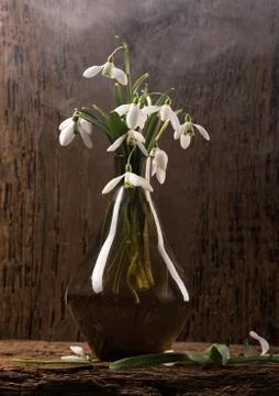 Snowdrops in vase 写真素材