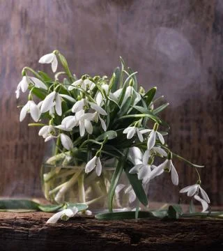 Snowdrops in vase 写真素材