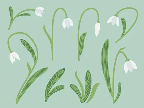 Snowdrops vector illustration set. Cute perennial white winter flowers with Stock Illustration