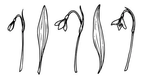 Snowdrops vector illustration. Spring blooming flowers. Linear drawing painted Stock Illustration