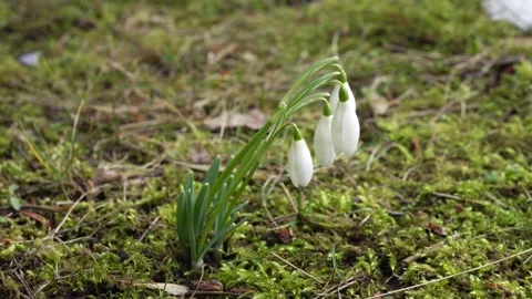 Snowdrops video panning Stock Footage 244567005