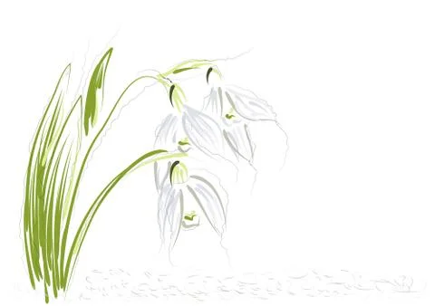 Snowdrops on white background Stock Illustration