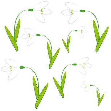 Snowdrops on white background Stock Illustration