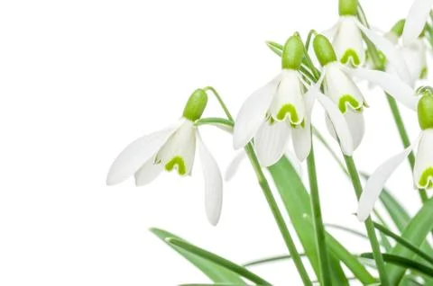Snowdrops on a white background 库存照片