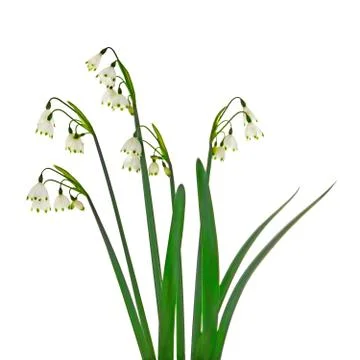 Snowdrops on white background Stock Photos