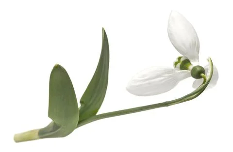 Snowdrops on a white background. spring flowers. isolate Stock Photos