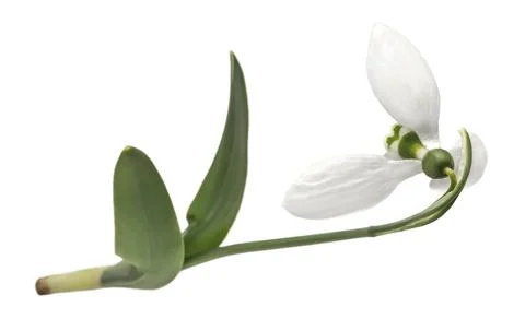 Snowdrops on a white background. spring flowers. isolate Stock Photos