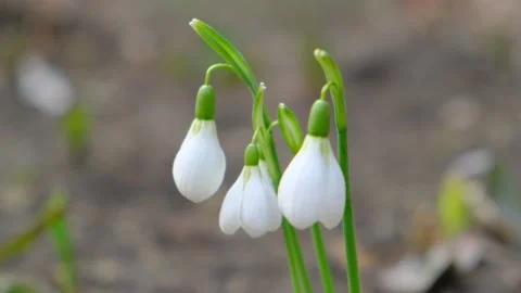 Snowdrops in the wild, close up Stock Footage 151322289