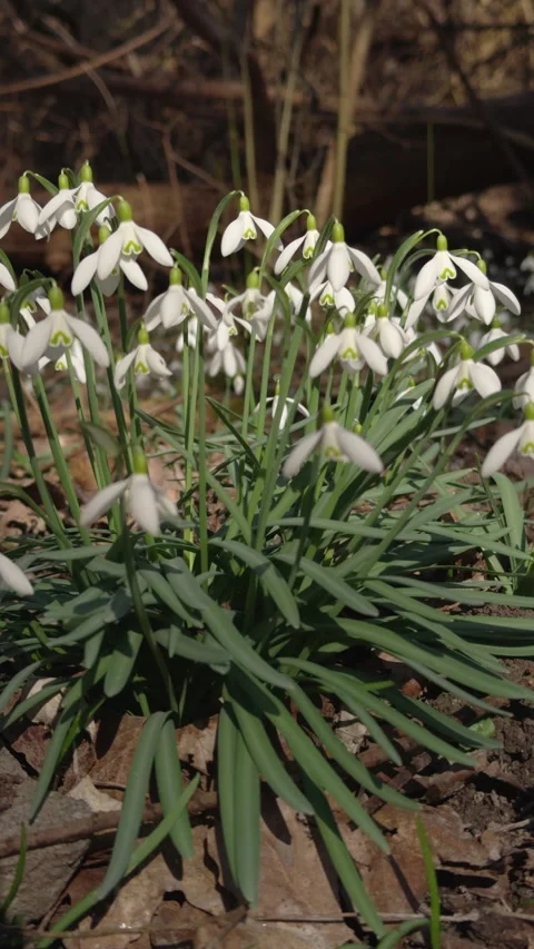 Snowdrops in wind in forest Stock Footage 330520609