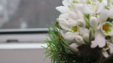 Snowdrops on window Stock Footage 61493043