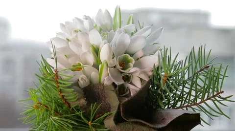 Snowdrops on window Stock Footage 61493058