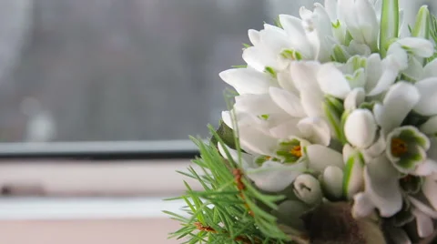 Snowdrops on window Stock Footage 61493078