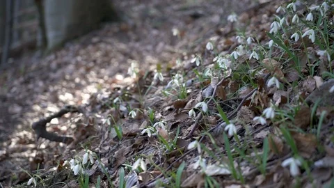 Snowdrops in windy forest Slow motion Stock Footage 88572348