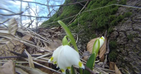Snowdrops in winter forest growing out of the snow under the trees Stock Footage 51267674