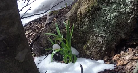 Snowdrops in winter forest growing out of the snow under the trees Stock Footage 51267847
