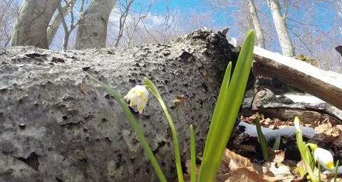 Snowdrops in winter spring forest growing out of the snow under the trees Stock Footage 51267749