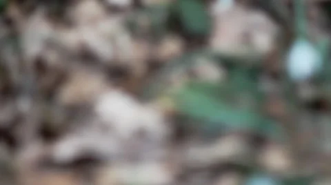 Snowdrops In The Woods Stock Footage 49194433