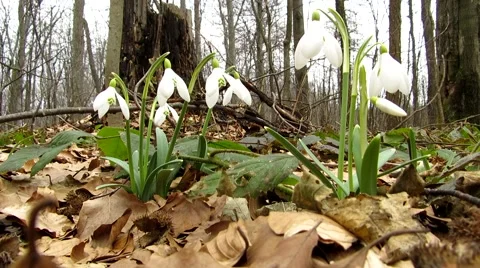 Snowdrops in the woods Stock Footage 68725616