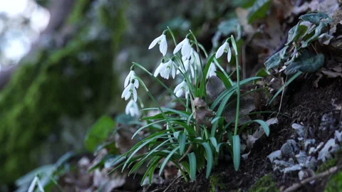 Snowdrops zoomin Video stock 148543723