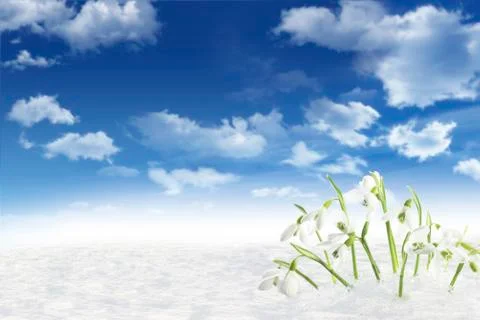 Snowdrops2 Stock Photos