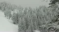 Snowed Fir Trees Dark Cloudy Sky Mystic Forest Winter Landscape Mist Fog Day HD Footage