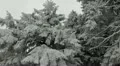 Snowed Fir Trees Dark Sky Mystic Foggy Clouds Magic Place Vague Obscure View Day HD Footage
