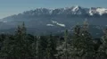 Snowed Fir Trees White Winter Landscape Superb Unique Alpine Aerial View Alps HD Footage