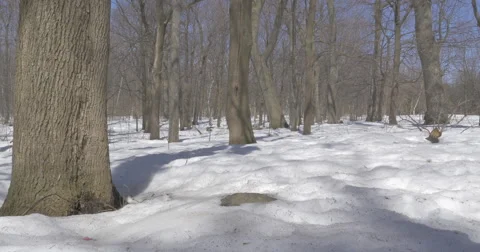 Snowed Forest 4K Stock Footage 48916147