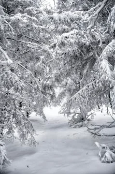 Snowed forest Stock Photos