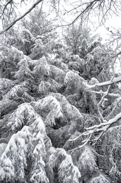 Snowed forest Stock Photos
