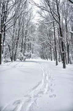 Snowed forest Stock Photos