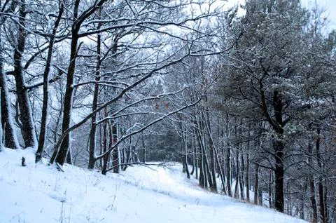 Snowed forest Stock Photos