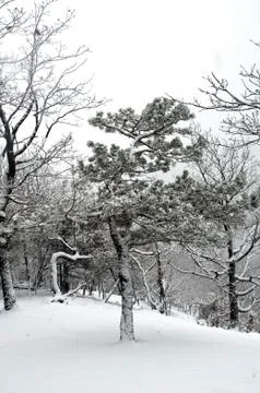 Snowed forest Stock Photos