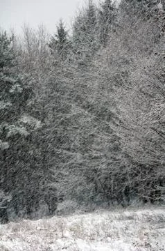 Snowed forest Stock Photos