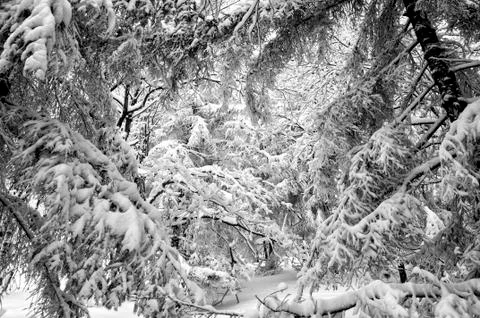 Snowed forest Stock Photos
