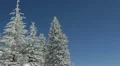 Snowed Frosty Fir Trees Branch White Winter Landscape Beautiful Blue Sky Clear HD Footage