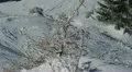 Snowed Hoarfrost Fir Trees Dark Sky Snow Covered Alpine Background Frozen Sunny HD Footage
