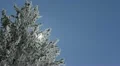 Snowed Hoarfrost Fir Trees Dark Sky Snow Covered Alpine Background Frozen Sunny HD Footage