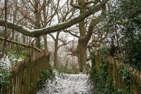 Snowed path with trees Stock Photos