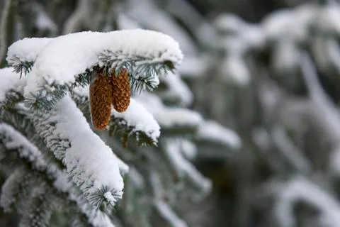 Snowed Pine Cones Stock Photos