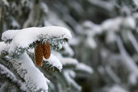 Snowed Pine Cones Stock Photos