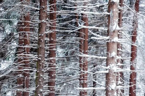 Snowed pine tree trunks Stock Photos