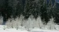 Snowed Spruce Fir Trees Wind Breeze Background Winter Scene Blue Sky Scenery HD Footage